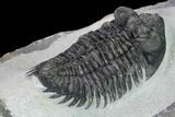 Coltraneia Trilobite Fossil - Huge Faceted Eyes #165847-3